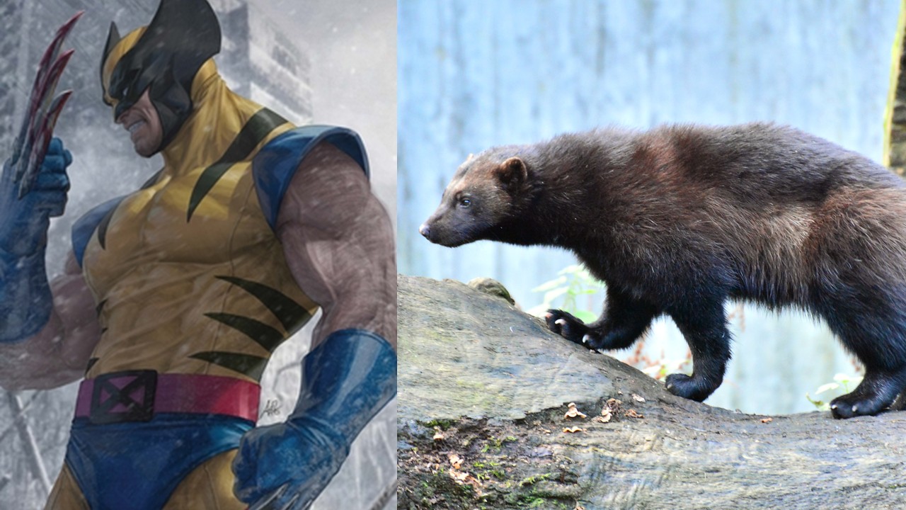 Animal que inspirou o herói mutante Wolverine perde espaço para estradas e turismo; entenda