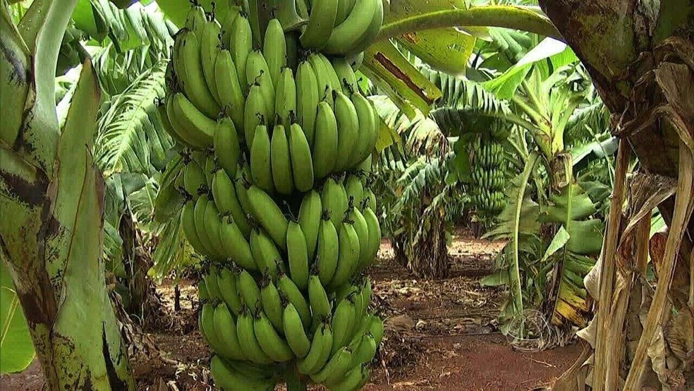 Plantação de banana em Mato Grosso do Sul. — Foto: TV Morena/Reprodução