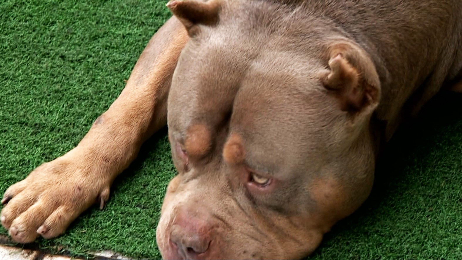 Pitbull que matou tutora no MA vivia com a família há dois anos e foi adotado adulto; especialista explica comportamento | G1