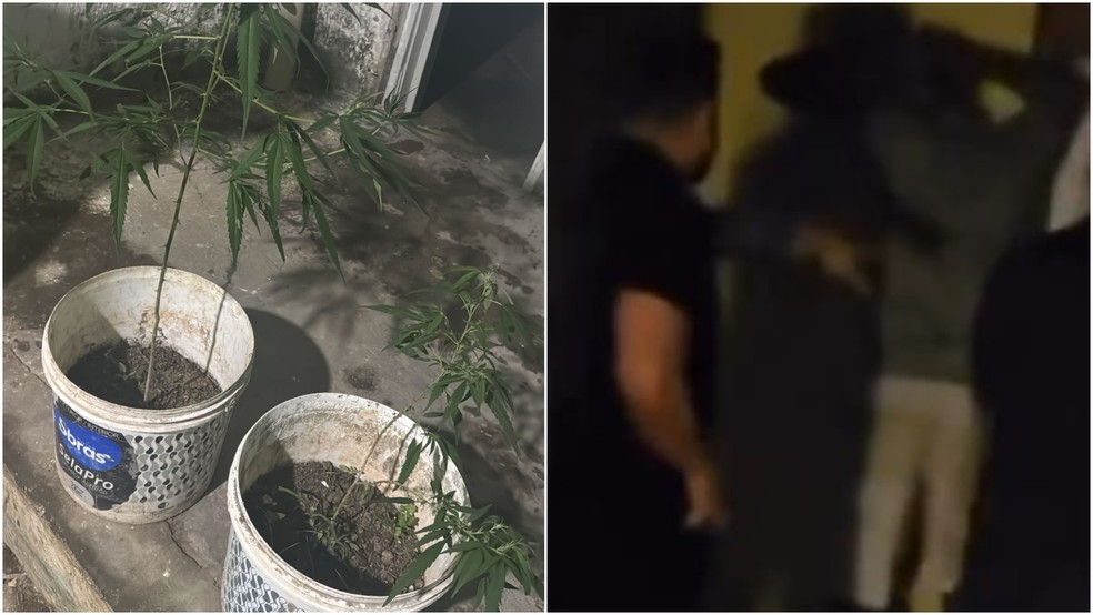 Polícia apreendeu pés de maconha e cachimbo de cracks no imóvel que adolescente estava. — Foto: Reprodução