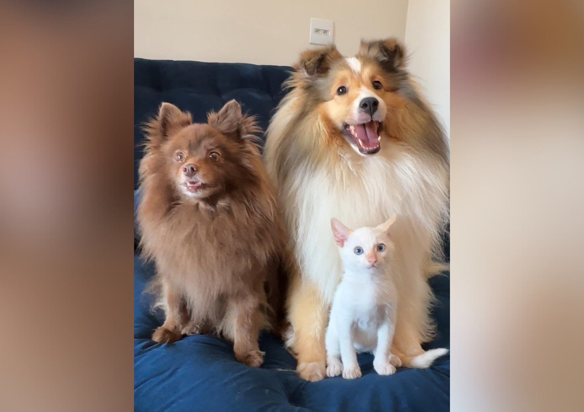 Cachorras 'adotam' filhote de gato e família vira sensação nas redes sociais: 'Inseparáveis', diz tutora