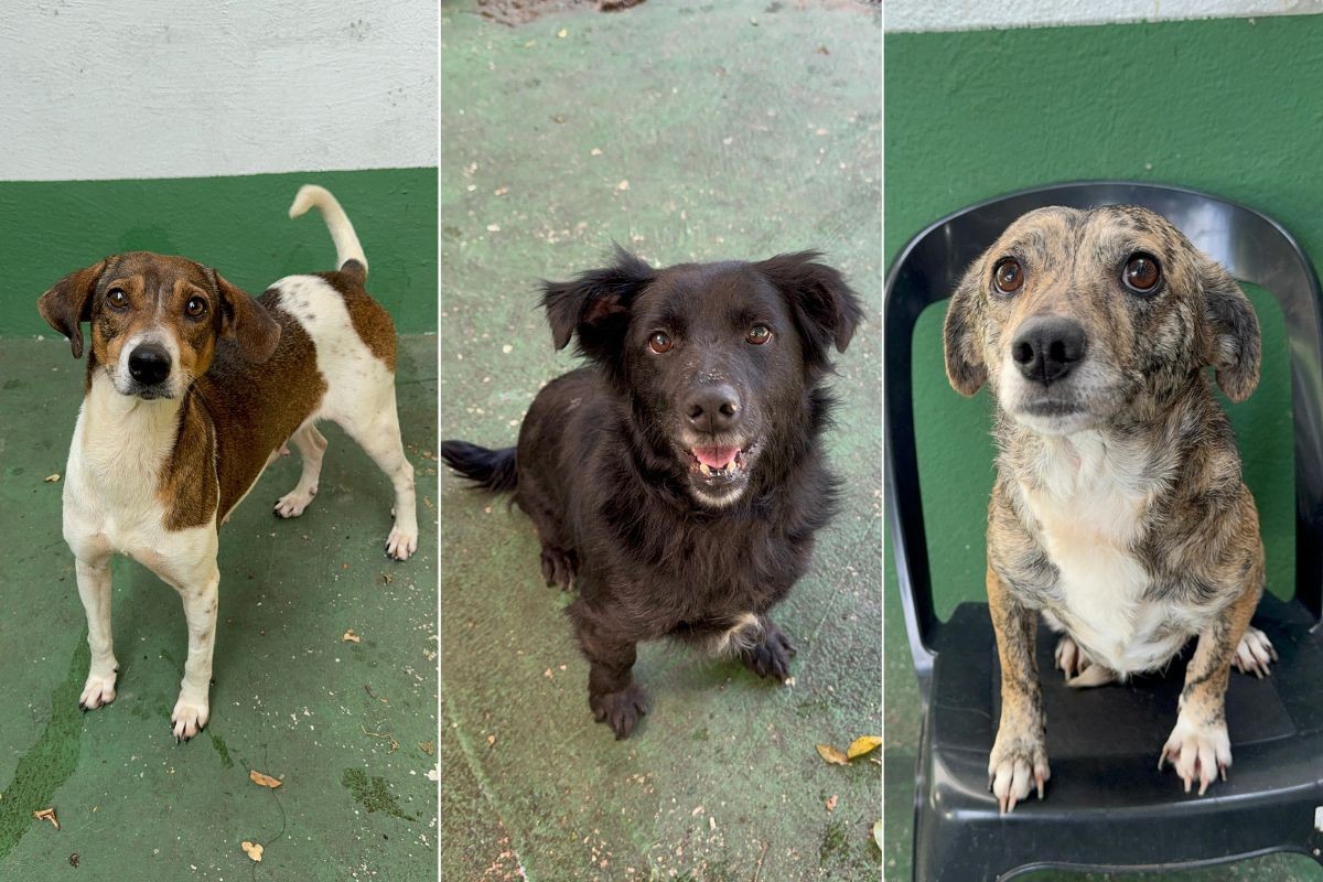 Cães resgatados nas enchentes do RS podem ser adotados em Santos, SP; saiba como