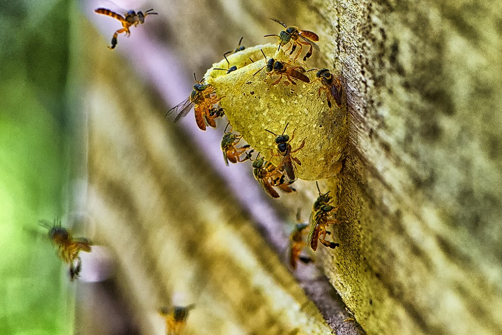 Imagem ilustrativa — Foto: Denis Ferreira Netto/AEN