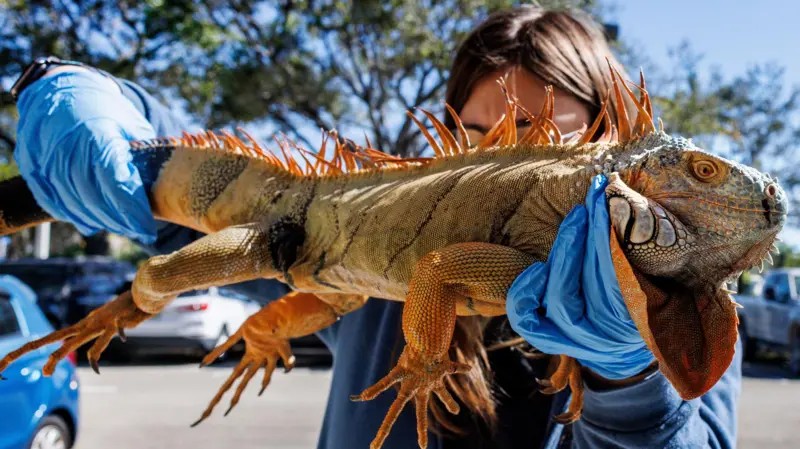 O fenômeno que explica por que iguanas estão despencando de árvores com onda de frio na Flórida