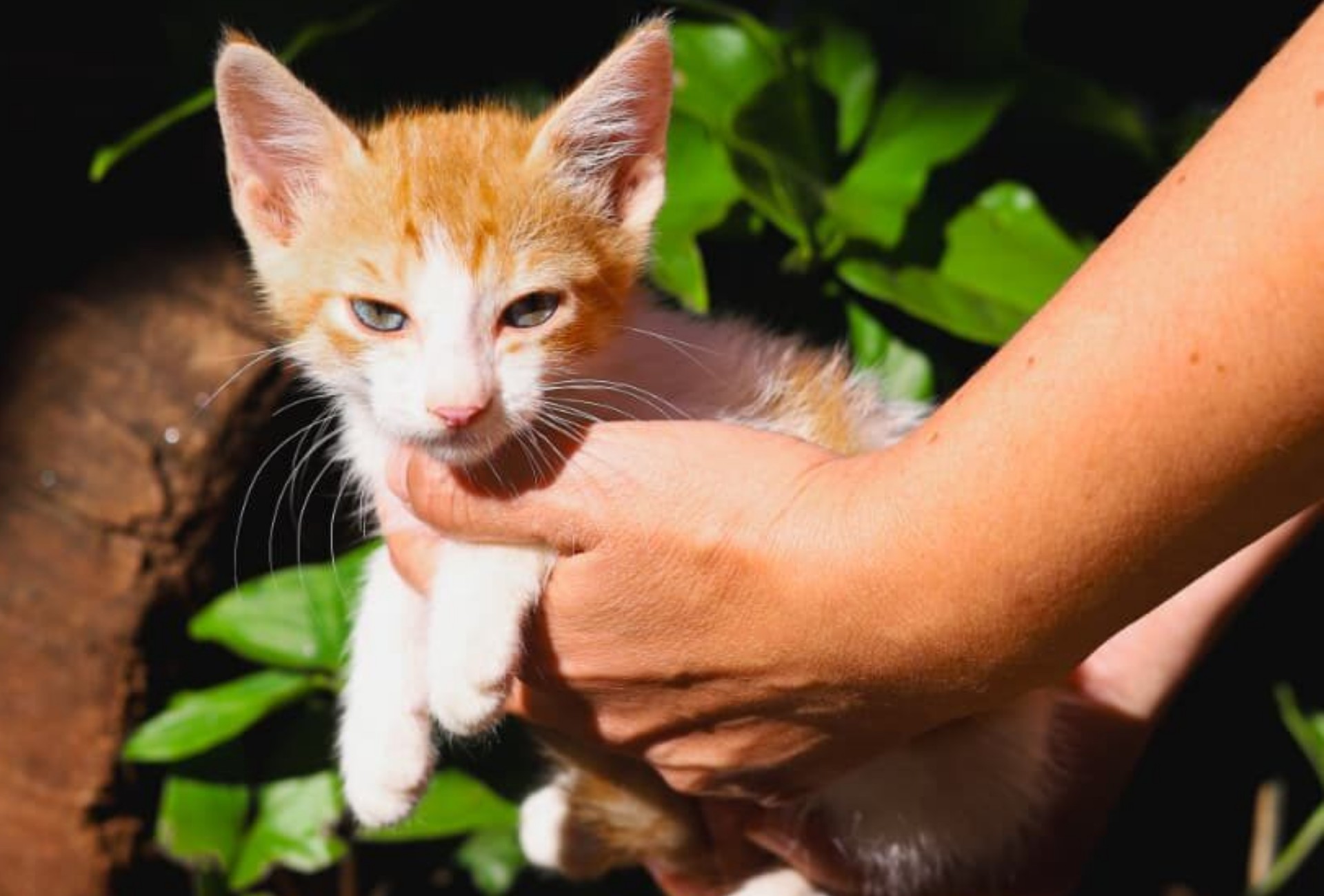 Feira de Adoção em Campo Grande: mais de 50 cães e gatos esperam um lar