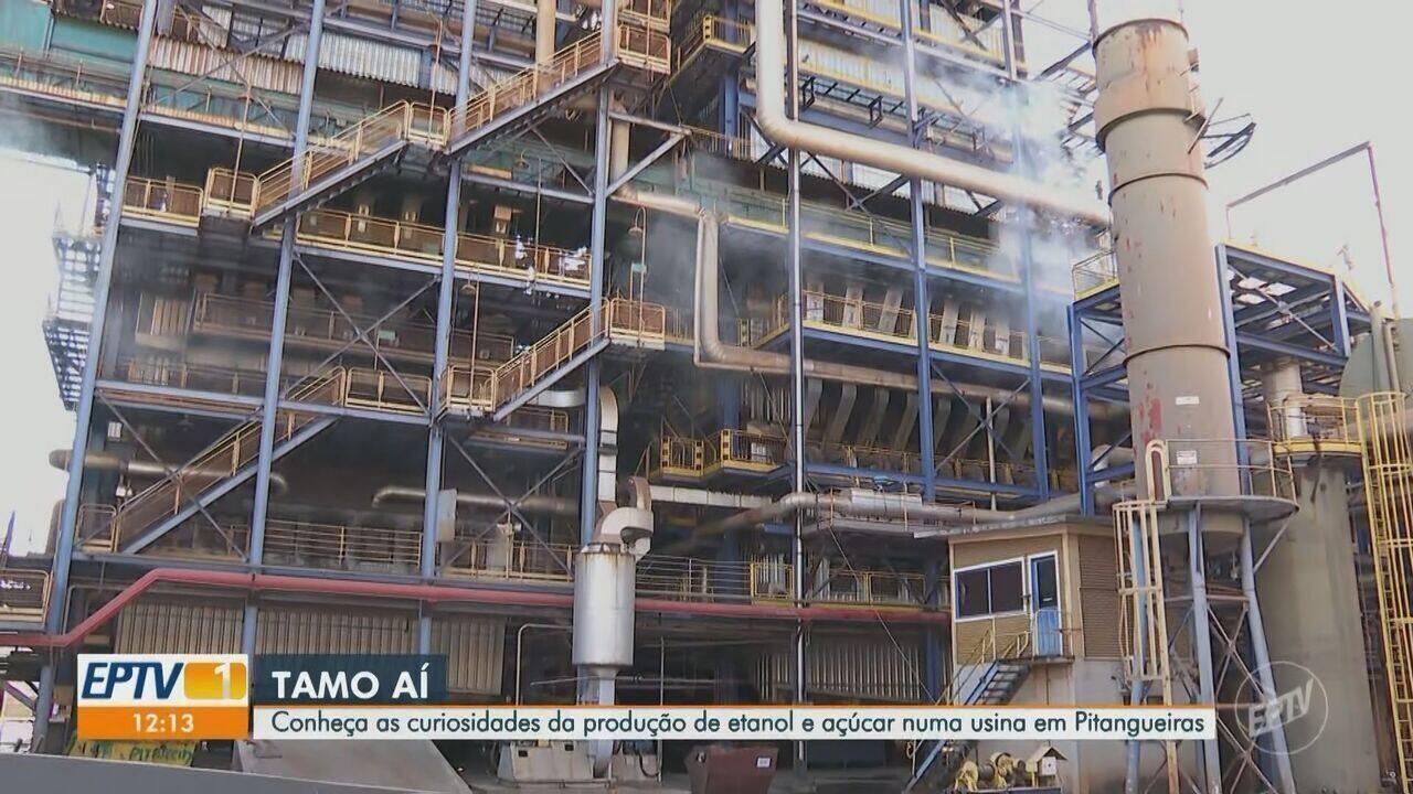 Açúcar cristal: entenda por que cotação alcança menor patamar em 4 safras no mercado de SP