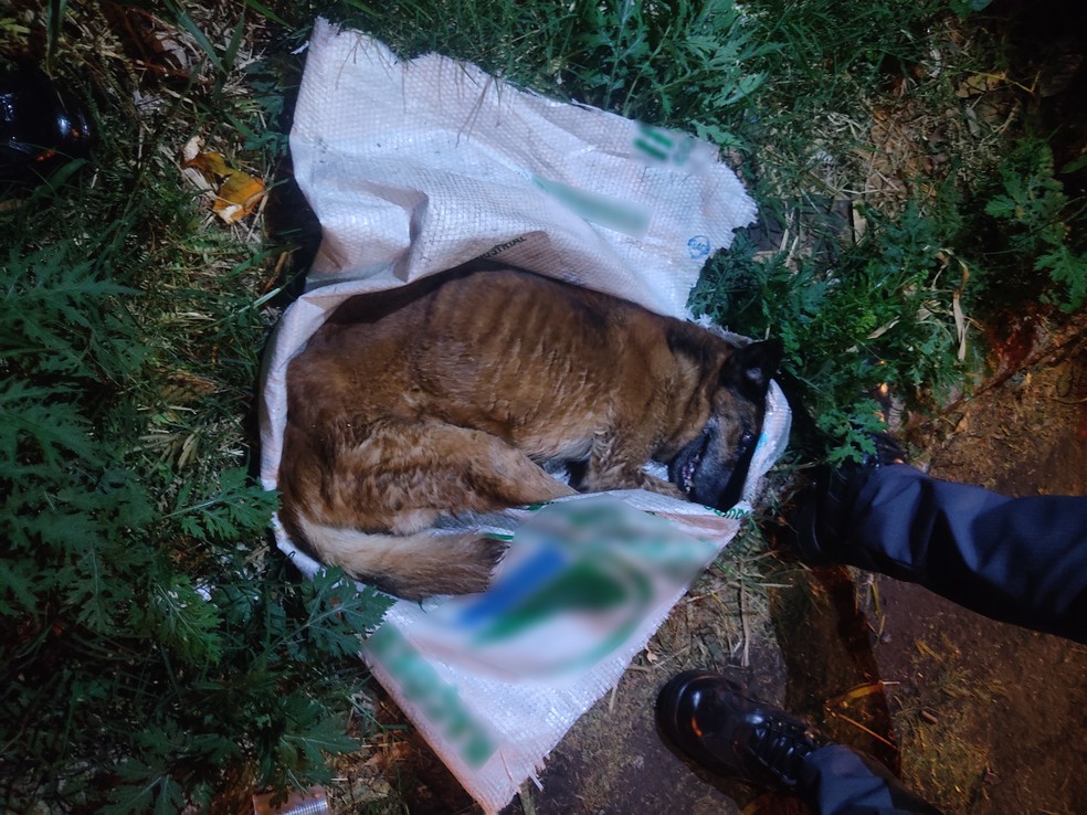 Cão apresentava traços de cinomose, uma doença infectocontagiosa que afeta o sistema imunológico canino — Foto: Cedida