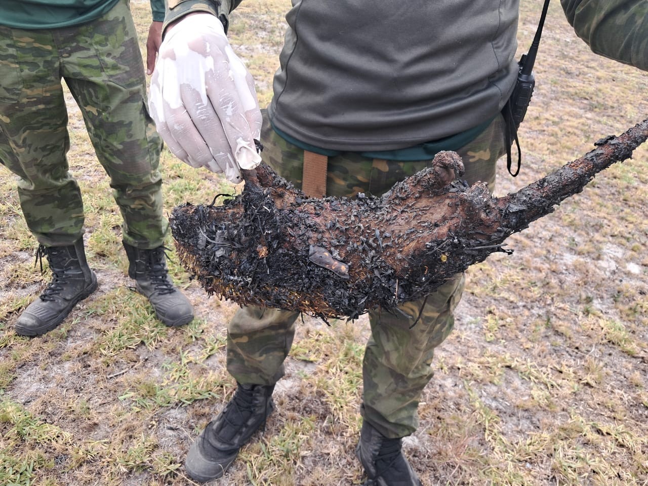 Animais silvestres morrem queimados em possível incêndio criminoso no RJ; Polícia investiga