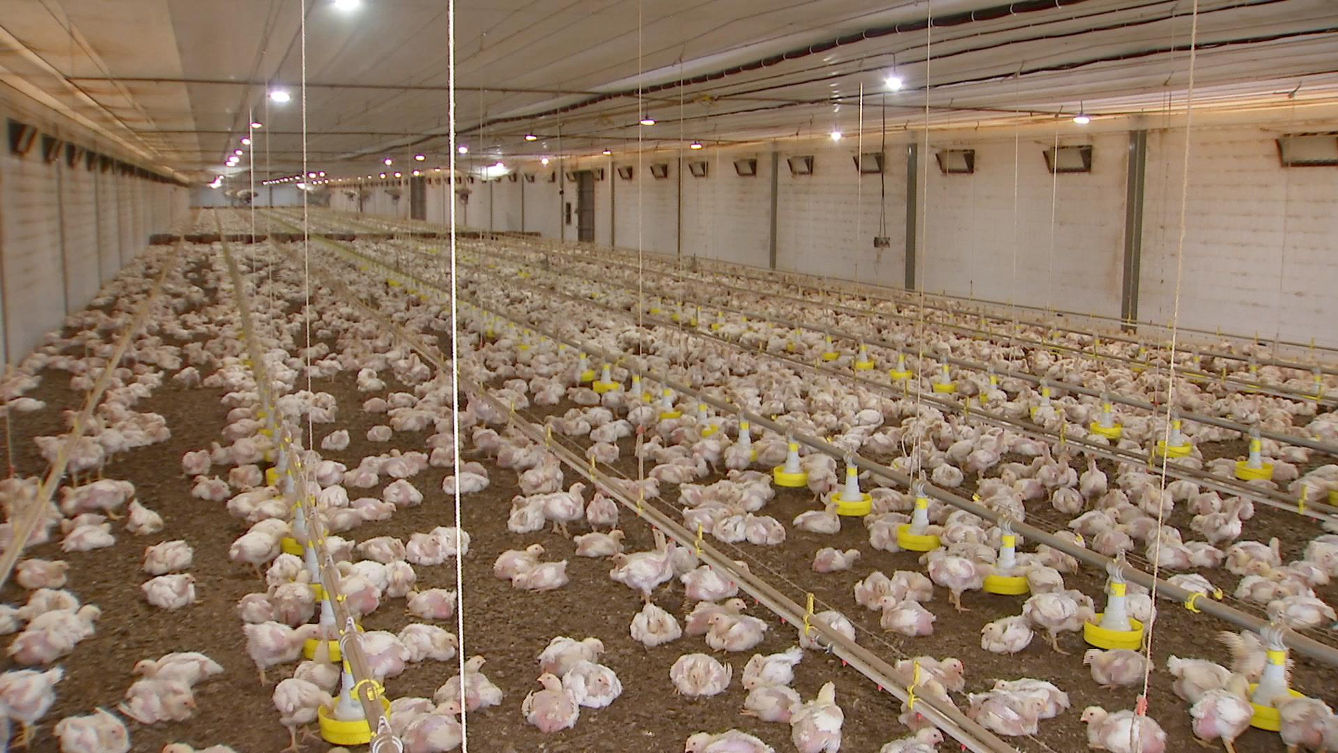Granja cria frangos em galpões erguidos com blocos de plástico