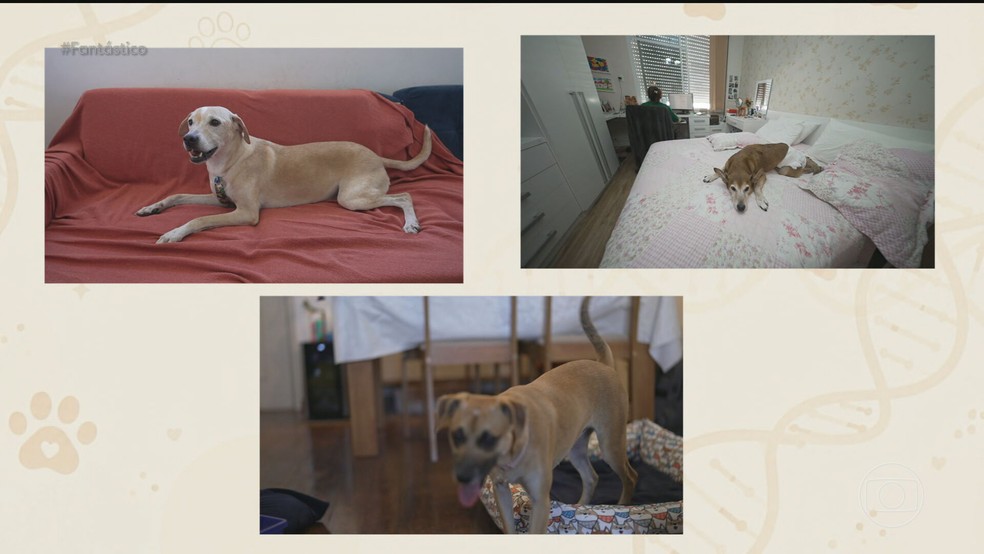 Vira-lata caramelo: teste de DNA revela a origem gen&eacute;tica do c&atilde;o mais amado do pa&iacute;s &mdash; Foto: Reprodu&ccedil;&atilde;o/TV Globo