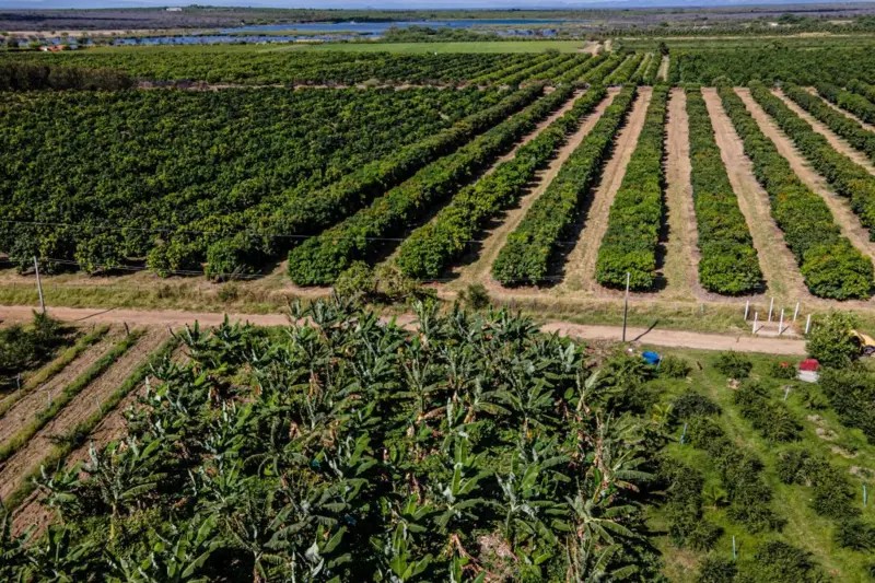 Agro em pauta: evento do DINC celebra dia do produtor rural e lança app de irrigação em Petrolina