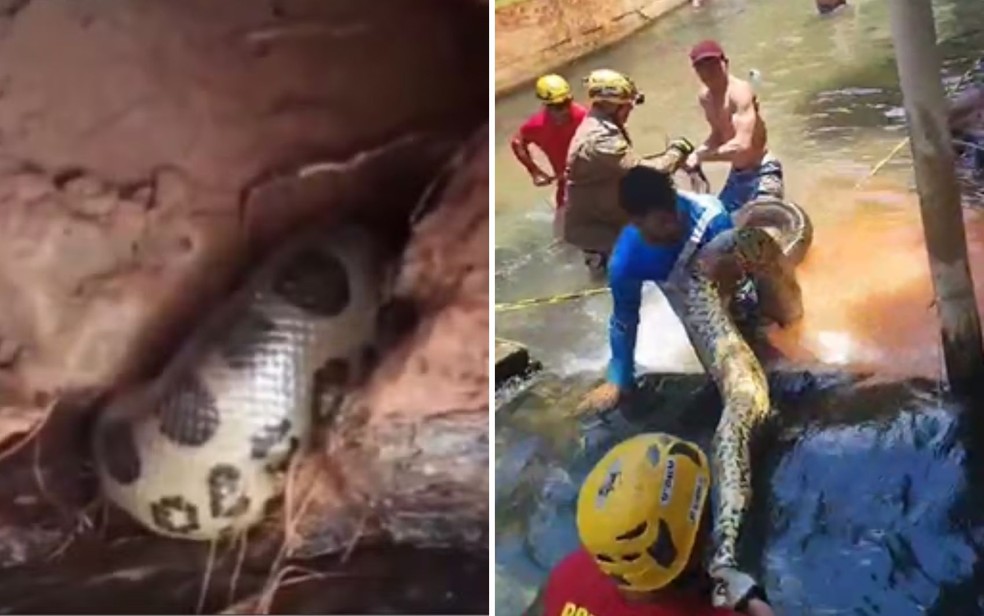 Serpente é carregada por cinco homens durante resgate em Goiás — Foto: Divulgação/Corpo de Bombeiros