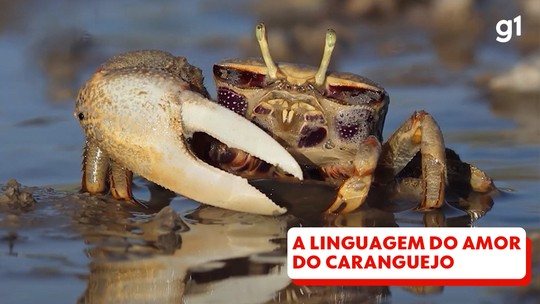 A verdadeira história dos ataques de tubarão que inspiraram o lendário filme de Steven Spielberg, que completa 50 anos - 
Primeiro fenômeno de bilheteria na temporada de verão do hemisfério norte, o lançamento do filme 'Tubarão', de Steven Spielberg, completou 50 anos no último dia 20 de junho.