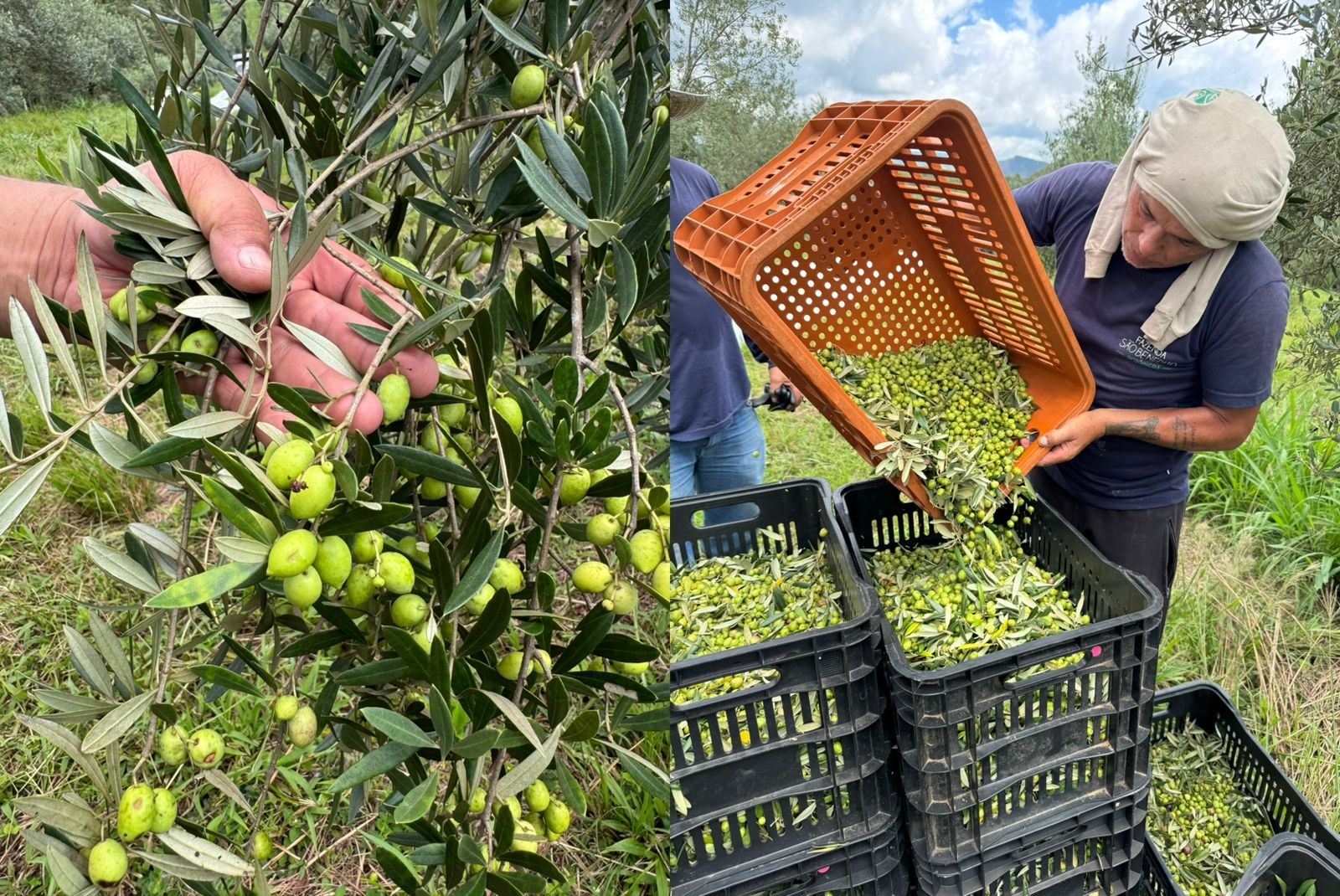Produção leva anos e depende do frio: conheça o azeite orgânico produzido em fazenda do interior de SP que ganhou prêmio internacional