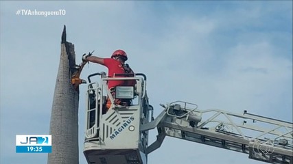 Arara é resgatada após ficar com asa presa em coqueiro