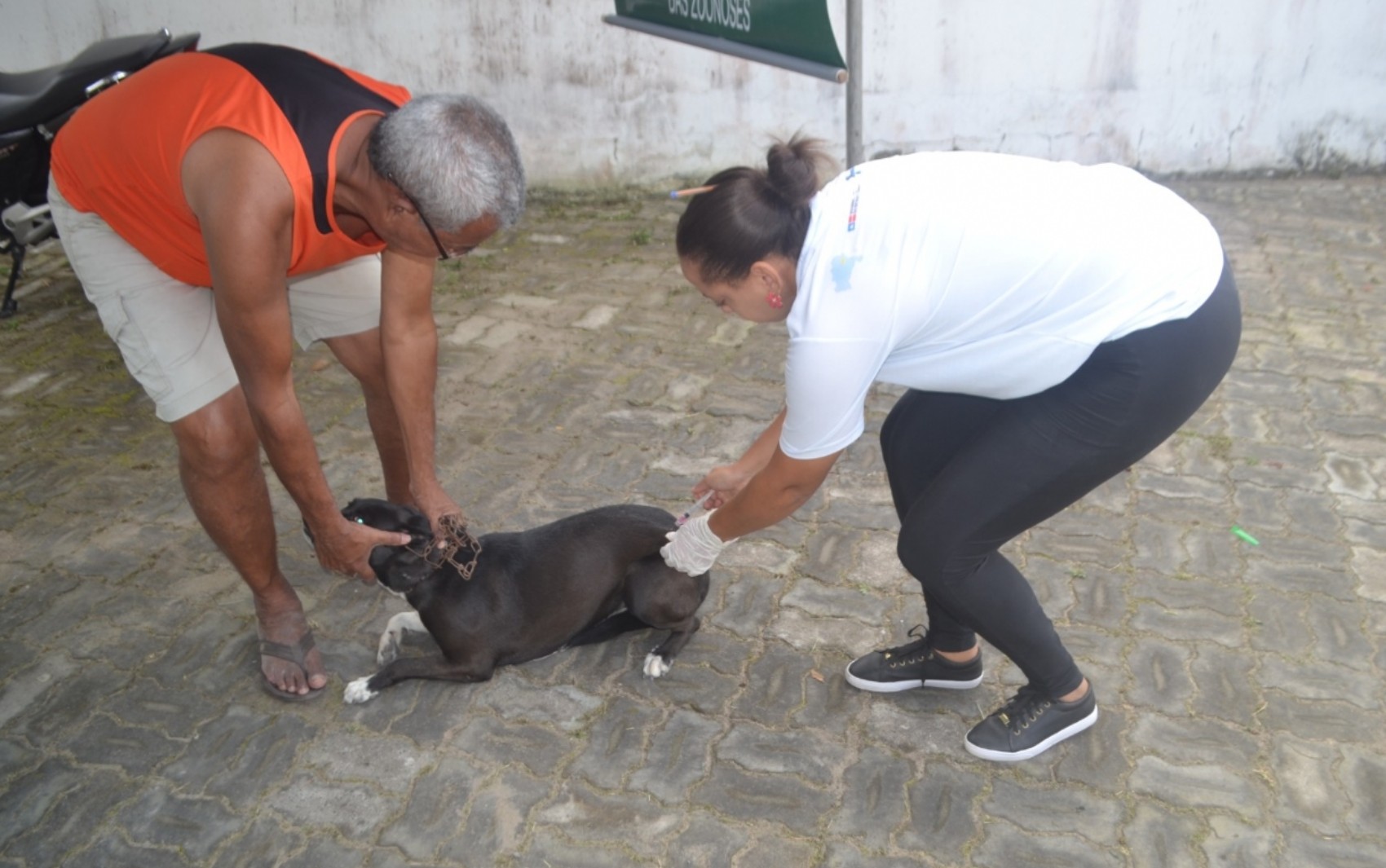 Cidades do interior da Bahia iniciam vacinação antirrábica em cães e gatos; confira endereços de postos
