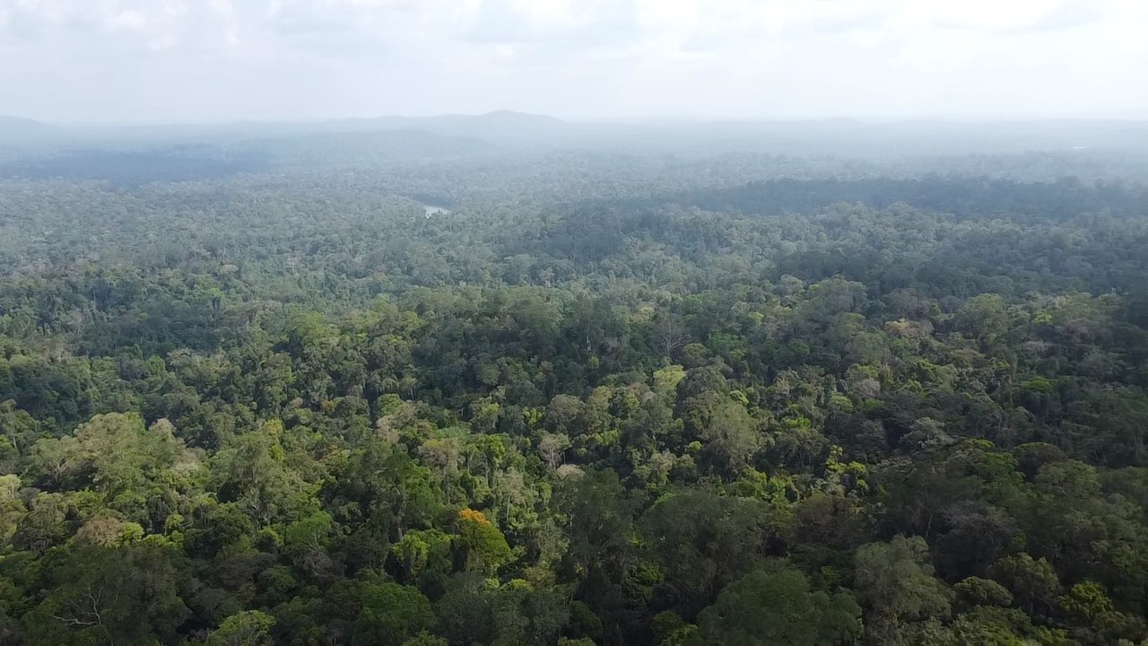 Mata fechada, animais silvestres e rios: saiba como é área onde quatro desapareceram no Amapá
