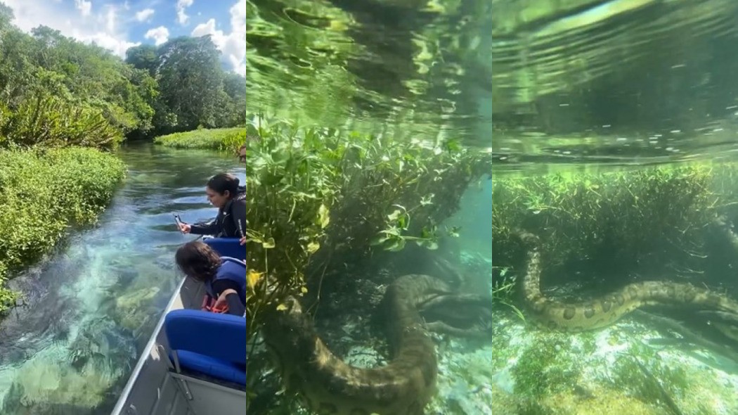 Durante passeio de barco, turistas são surpreendidos por sucuri gigante em rio de água cristalina; veja vídeo