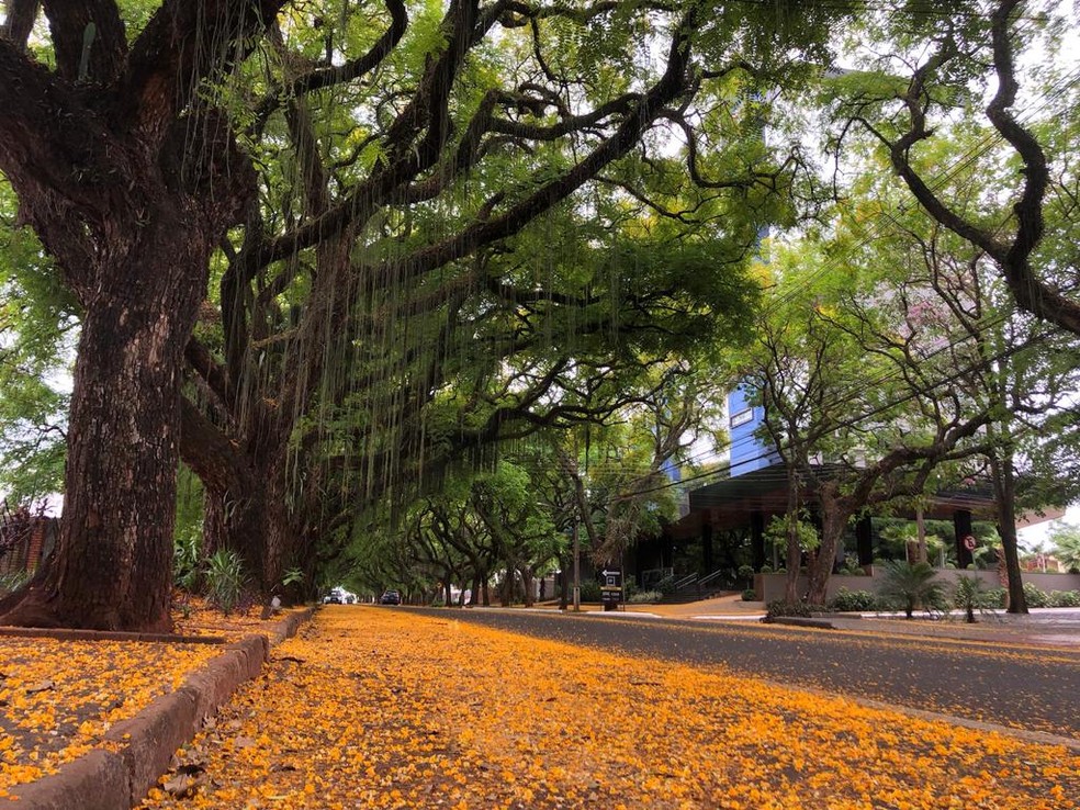 Avenida considerada a mais bonita de Foz do Iguaçu tem 'túnel verde' com  mais de 150 árvores; conheça história, Oeste e Sudoeste