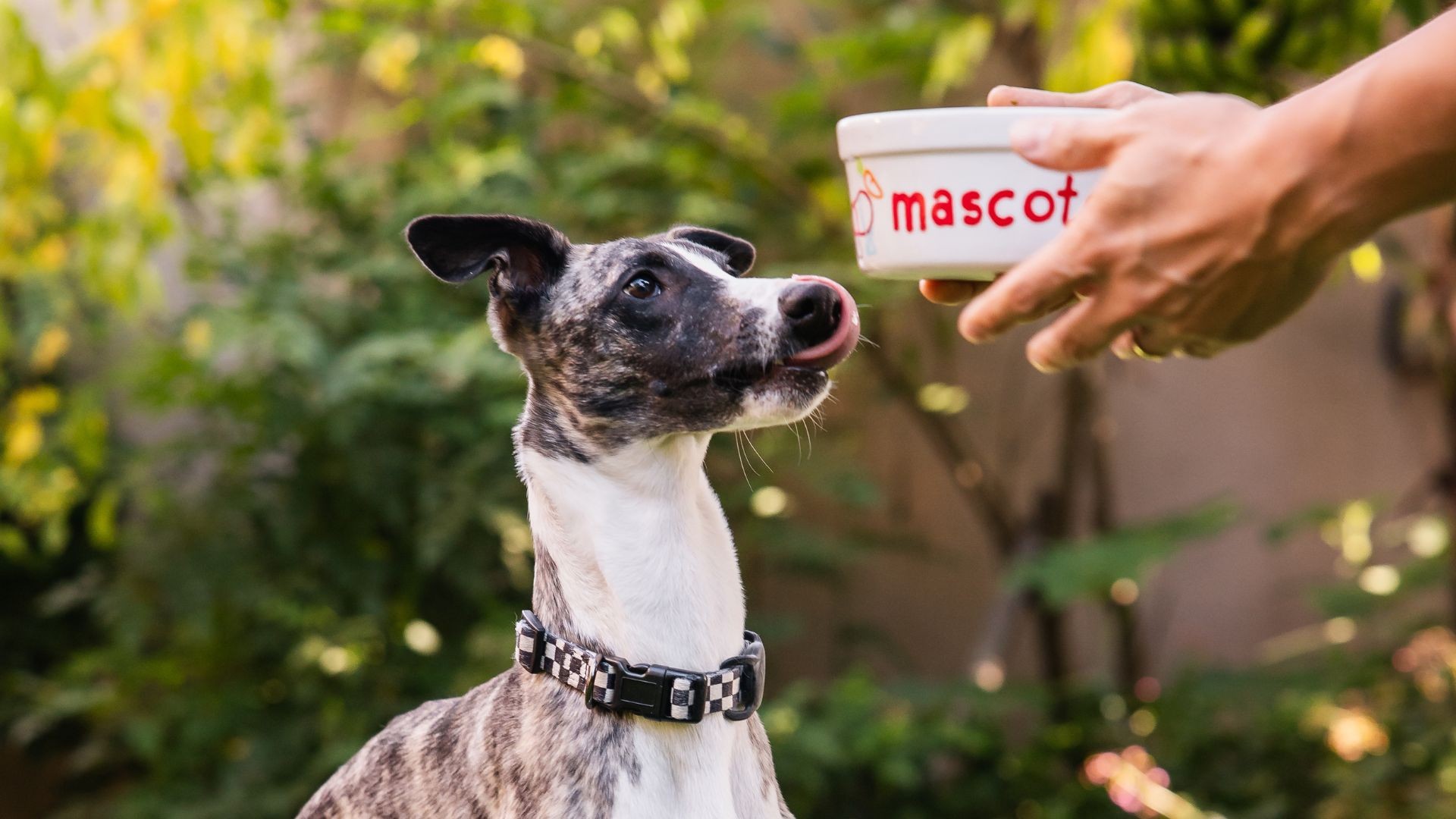 Como conciliar a alimentação natural dos cachorros e o período de férias