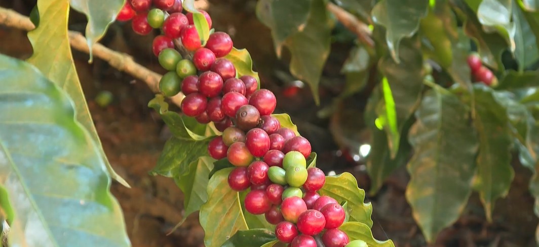 Caf do ES bate recorde com receita de quase R$ 10 bilhes em exportaes; produto chega a custar R$ 50 no supermercado