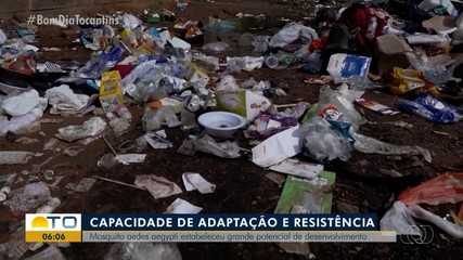 Mosquito da dengue se adaptou ao longo dos anos e está mais resistente