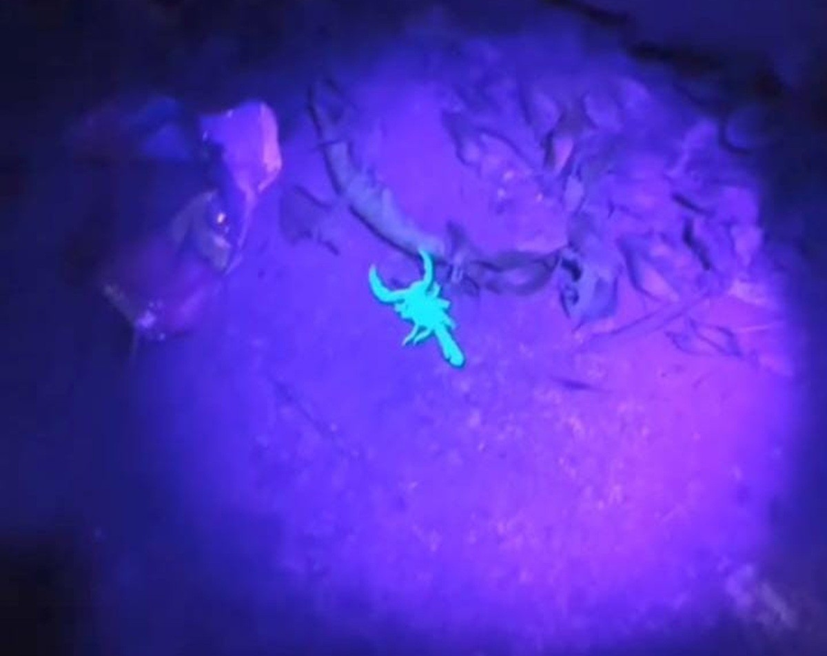 Escorpião ‘brilhante’ é flagrado com luz UV em Petrópolis; saiba por que o fenômeno da fluorescência é peculiar no aracnídeo e ainda um mistério