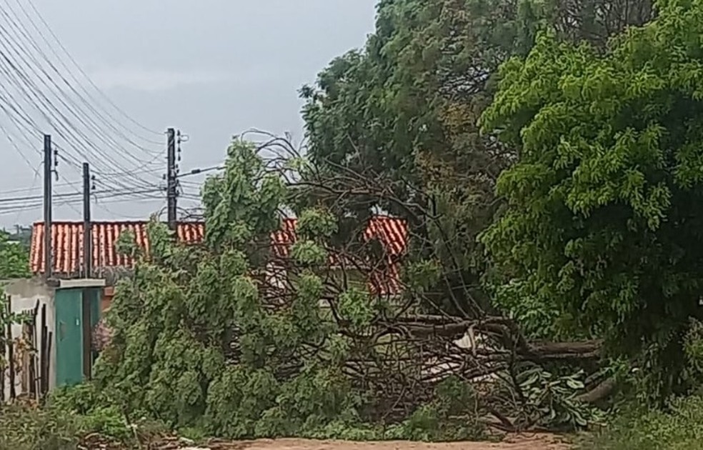 Várias quedas de árvores foram registradas durante a madrugada por causa do vento — Foto: Reprodução