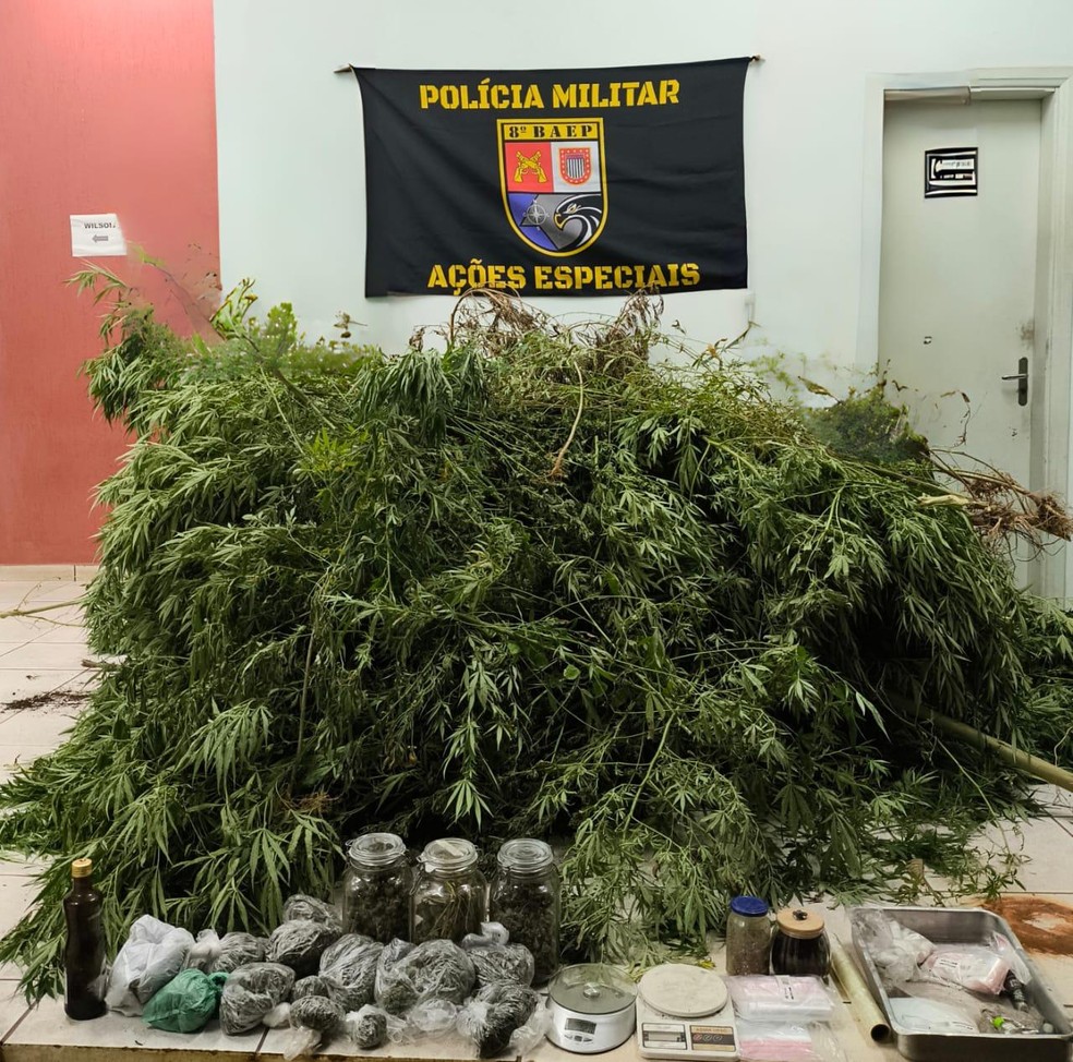 Homem foi preso com mais de 230 pés de maconha em Álvares Machado (SP) — Foto: Polícia Militar