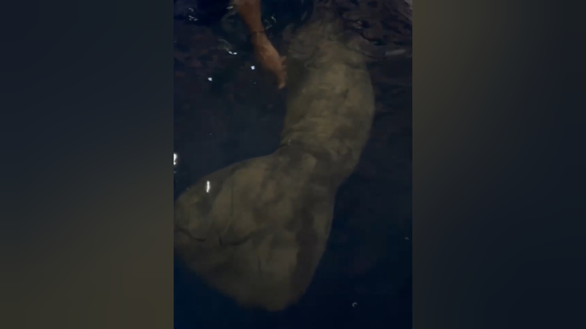 Filhote de peixe-boi é resgatado após ser encontrado exausto na beira do rio em Óbidos