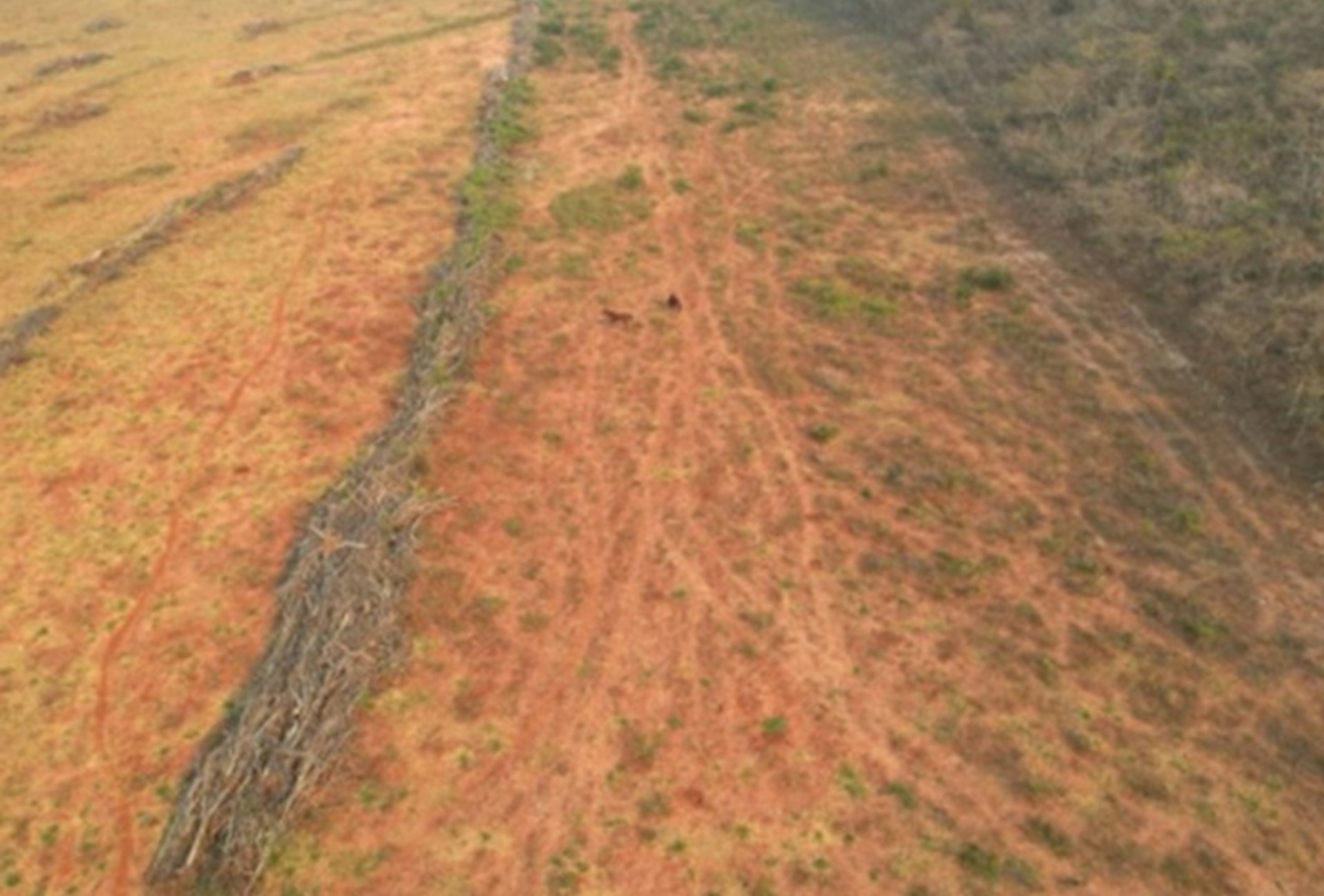 MP apura exploração irregular e desmatamento em fazendas de Bonito