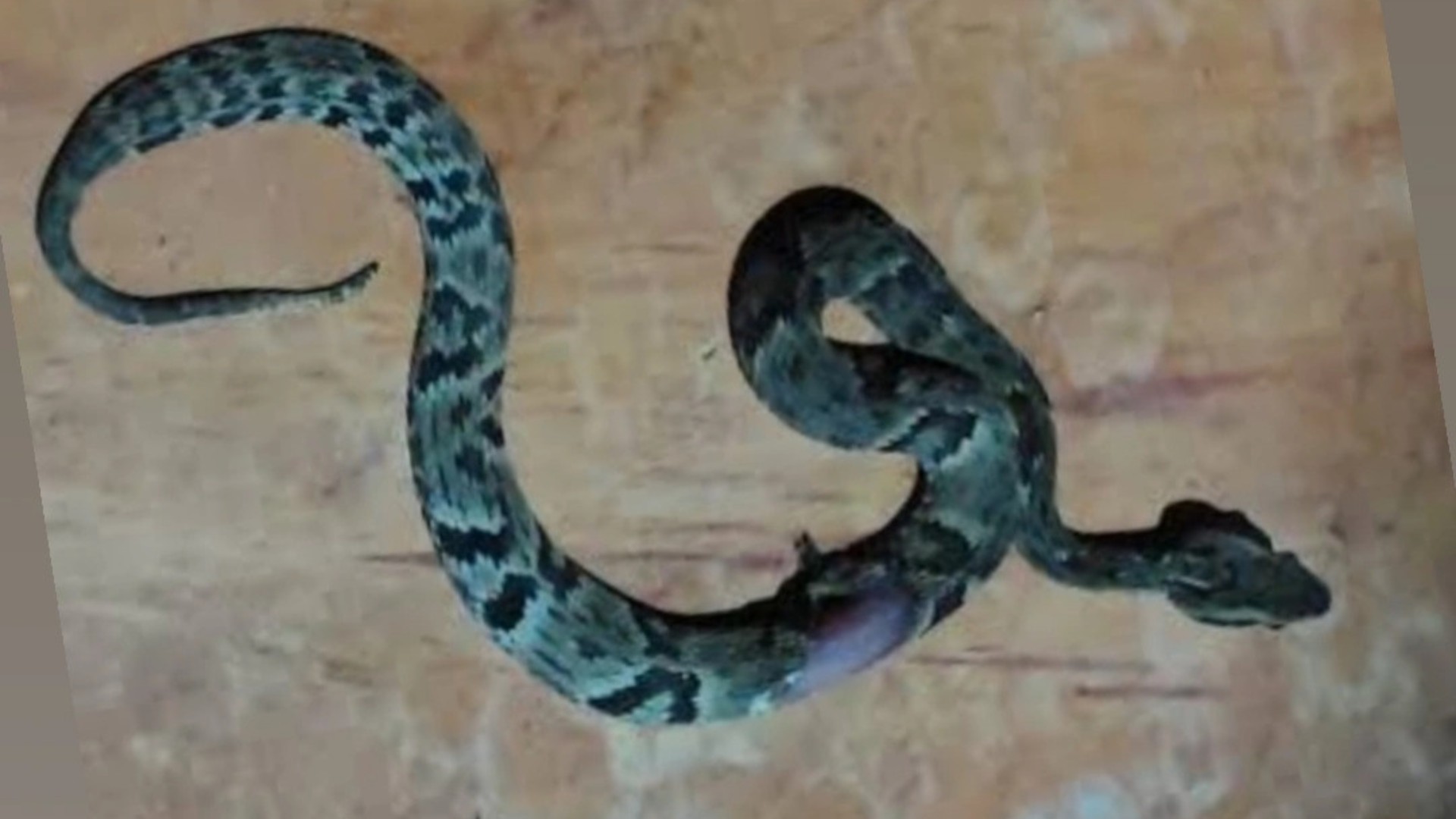 Criança de 11 anos é salva pela PM após picada de cobra jararaca em Capelinha