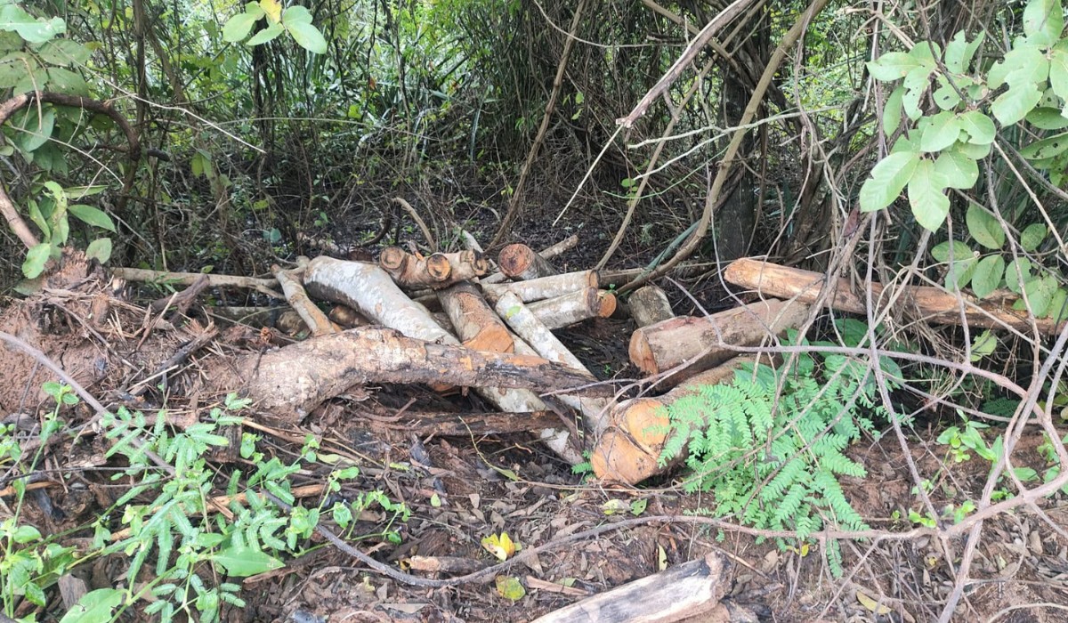 Dono de chácara é multado em R$ 3,6 mil por derrubar árvores nativas no interior de SP