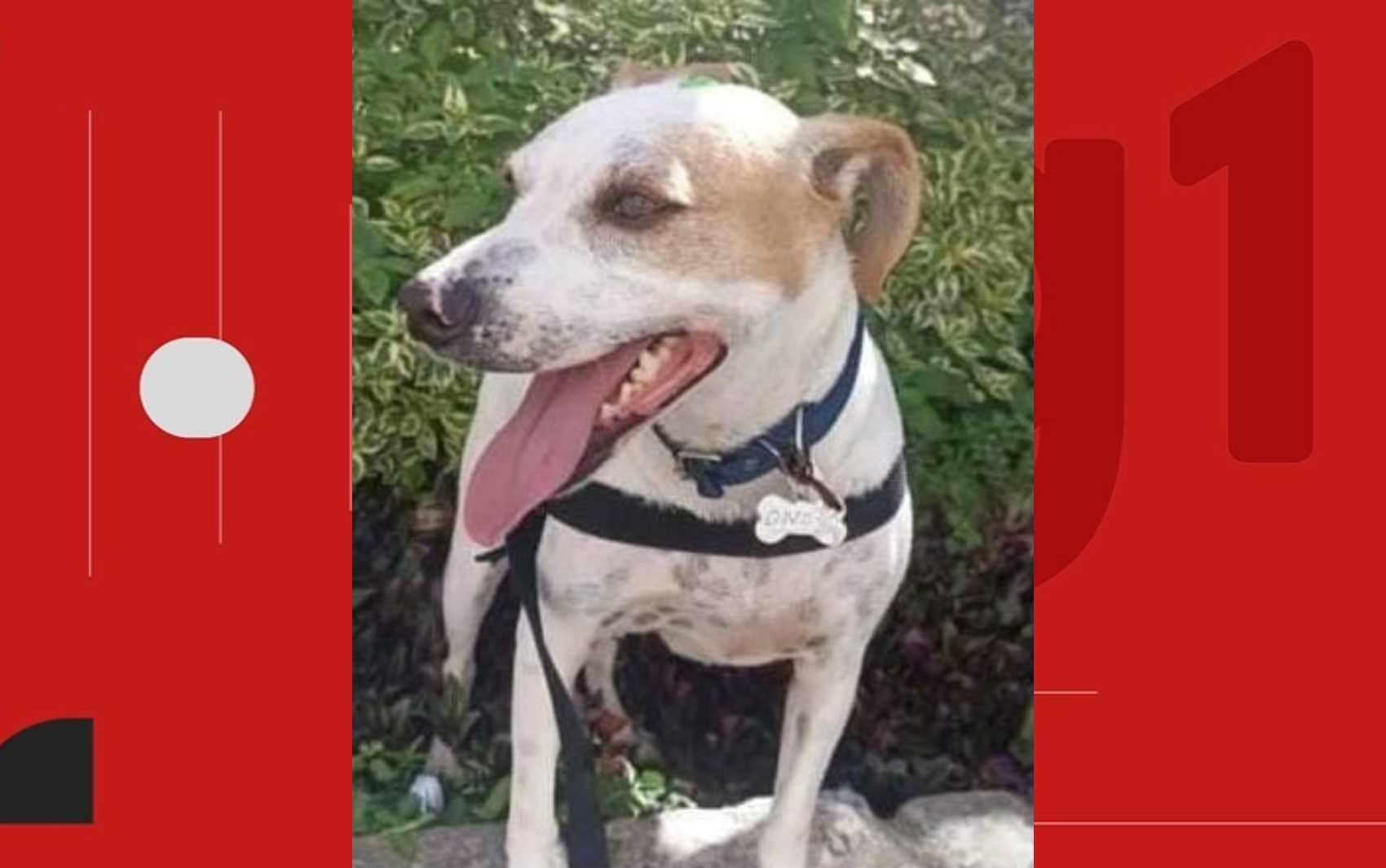 Cachorro Juninho é resgatado após invasão em aeroporto da BA