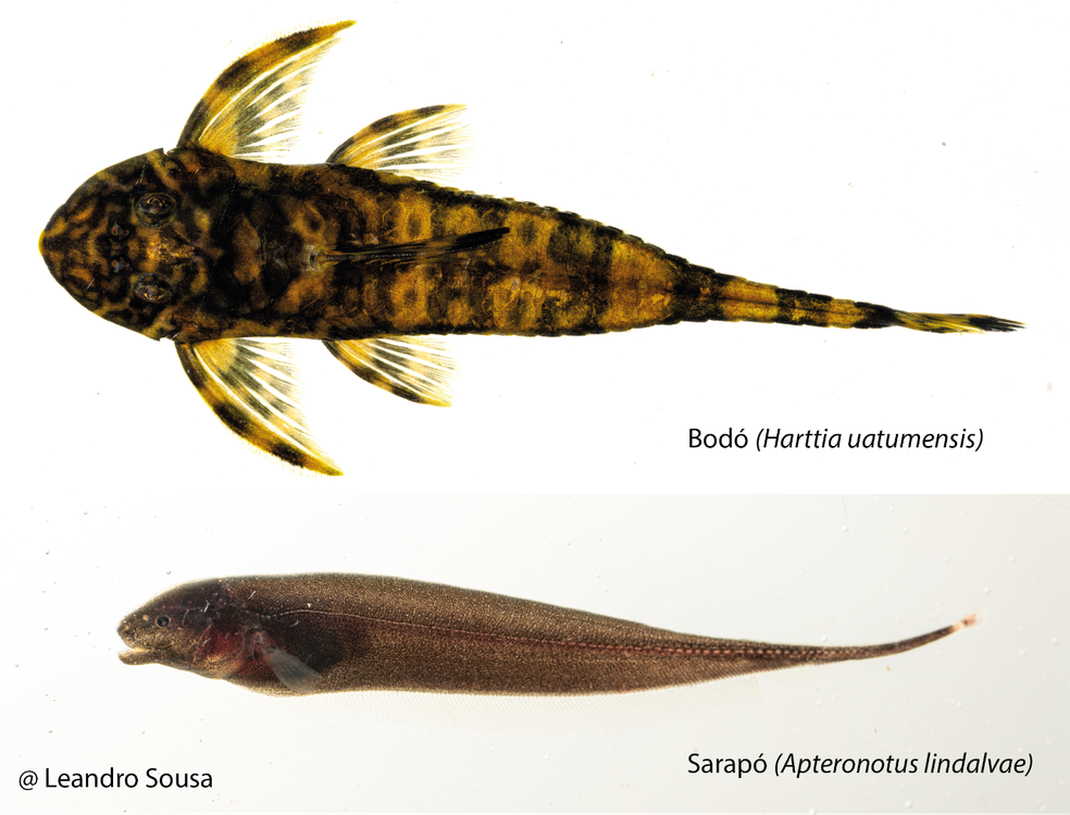 Estudo revela desaparecimento de espécies de Peixes Endêmicos após construção de usinas hidrelétricas no rio Uatumã. — Foto: Leandro Sousa