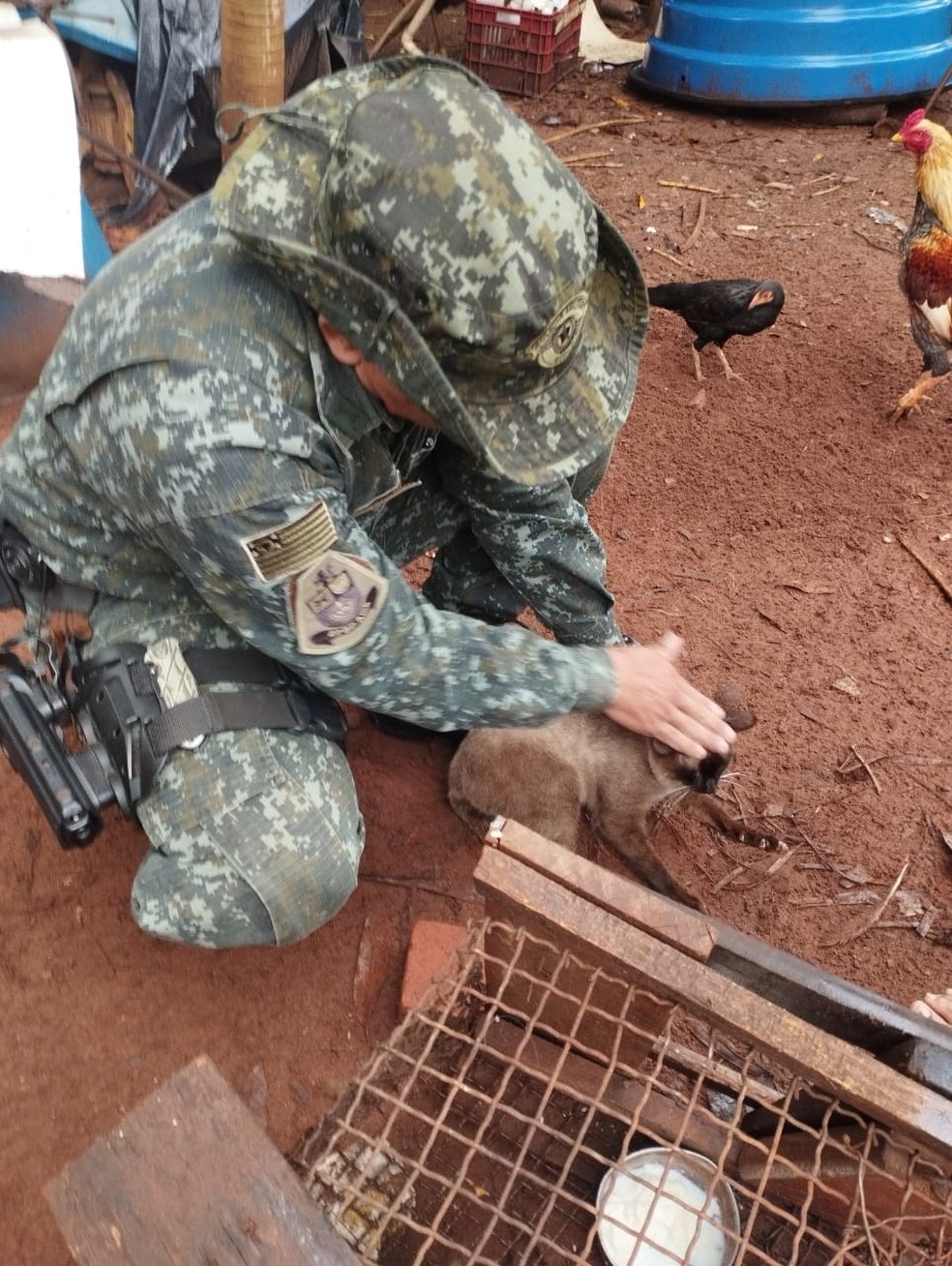 Gata foi colocada em gaiola após atacar frangos em Rosana (SP) — Foto: Polícia Militar Ambiental