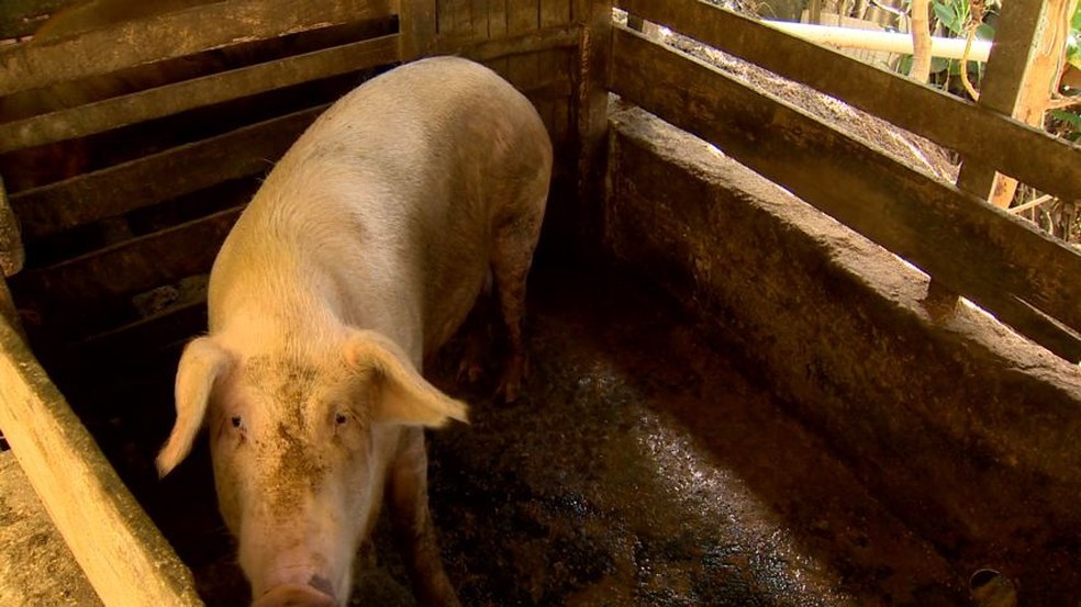 Febre suína: Piauí entra em estado de emergência após caso confirmado; veja sintomas