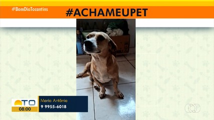 Tutora pede ajuda para encontrar cachorro desaparecido na região Norte de Palmas