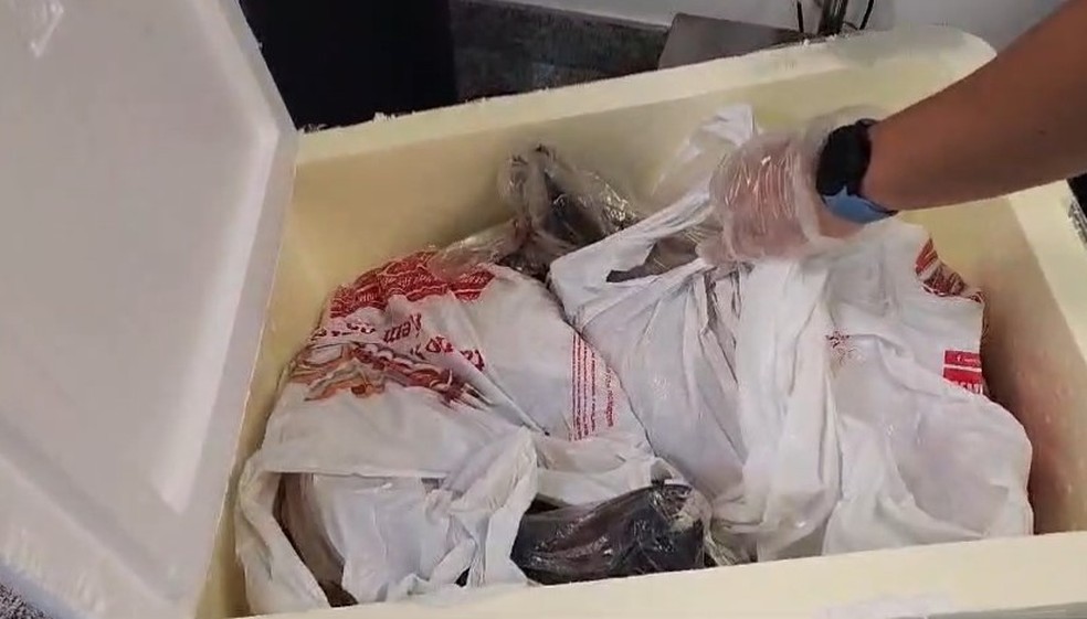 PF prende homem que transportava mais de 3 kg de maconha em peixes no  Aeroporto do Galeão | Rio de Janeiro | G1