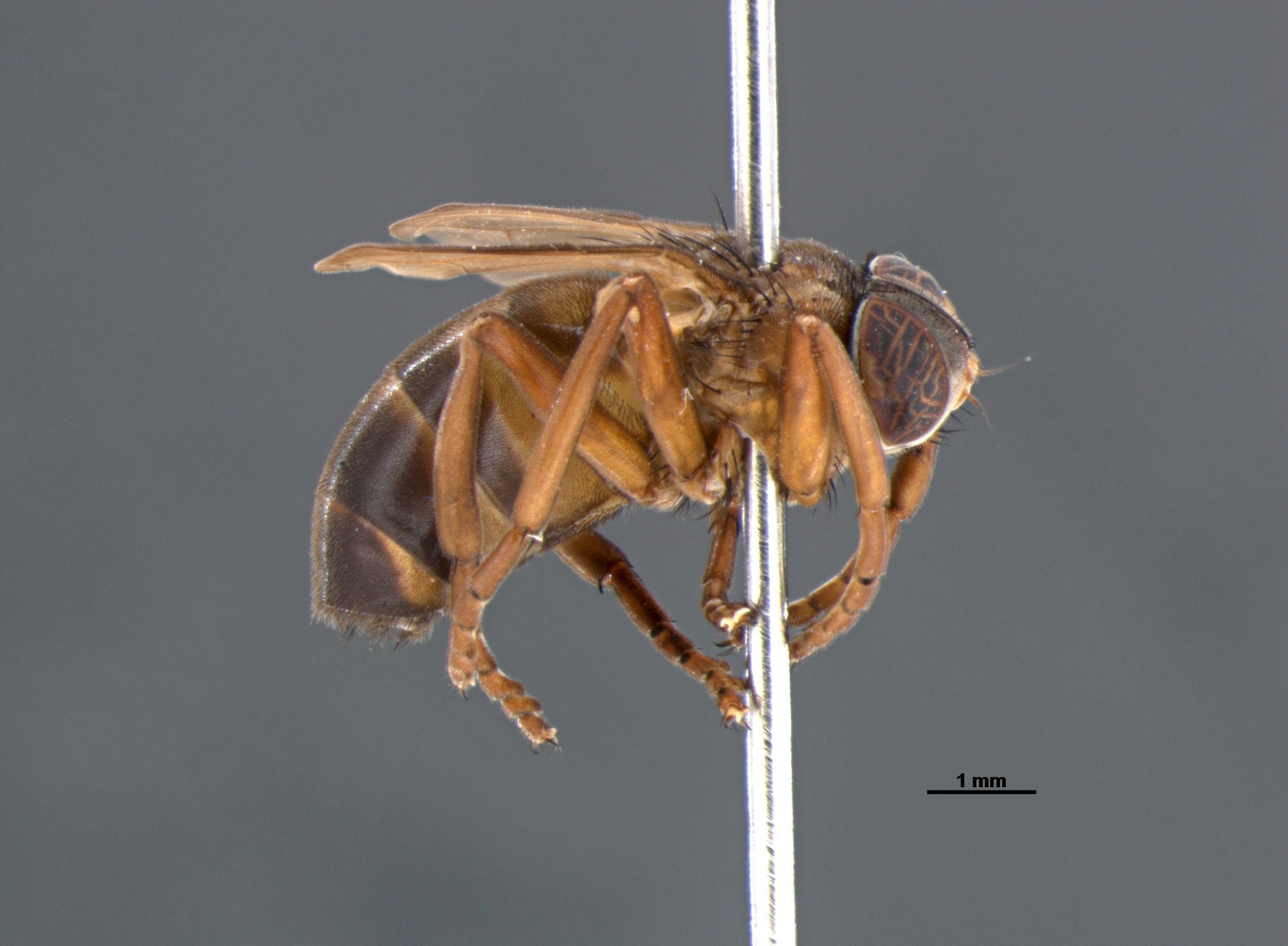 Nova espécie de mosca pode viver entre 1 milhão de vespas sem ser atacada