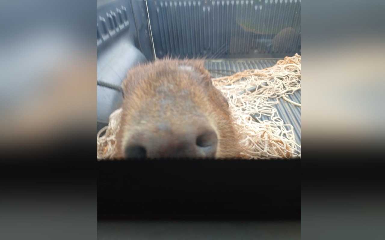 Capivara curiosa olha para a câmera após ser resgatada debaixo de carro no interior de SP
