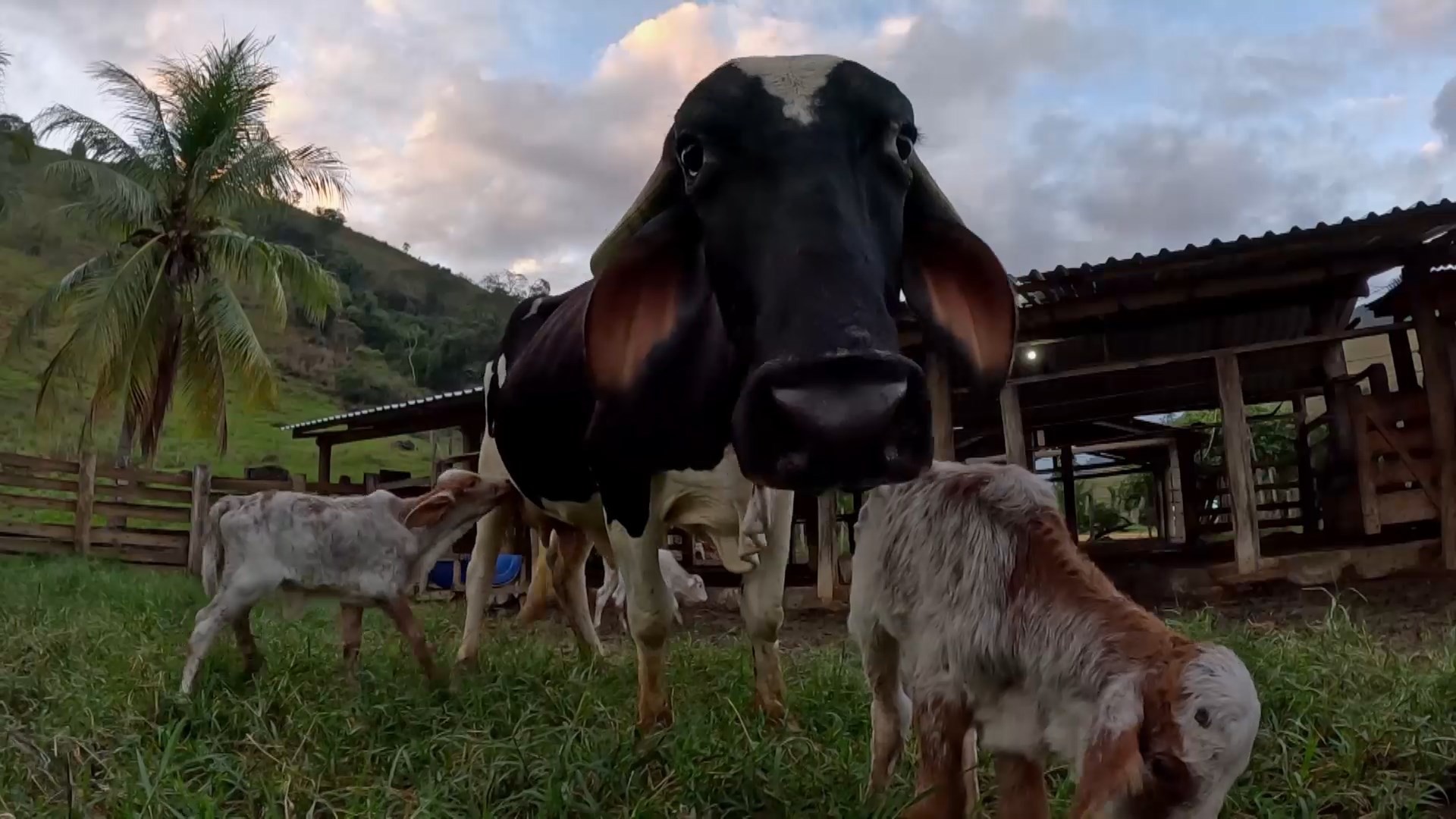 Vaca tem parto raro e dá à luz bezerros trigêmeos no ES; veja VÍDEO