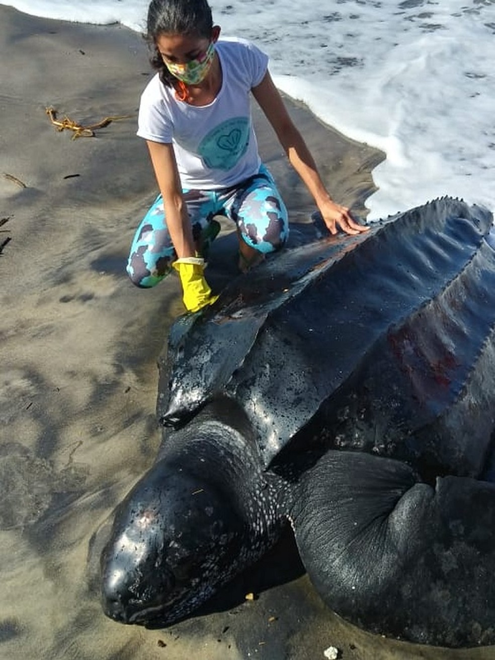 World Turtles é um construtor de colônias nas costas de uma tartaruga  gigante - tudoep