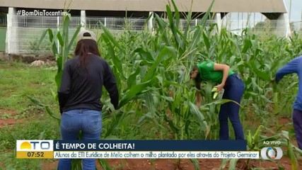 Alunos de escola municipal de Palmas colhem milho plantado por eles no projeto Germinar