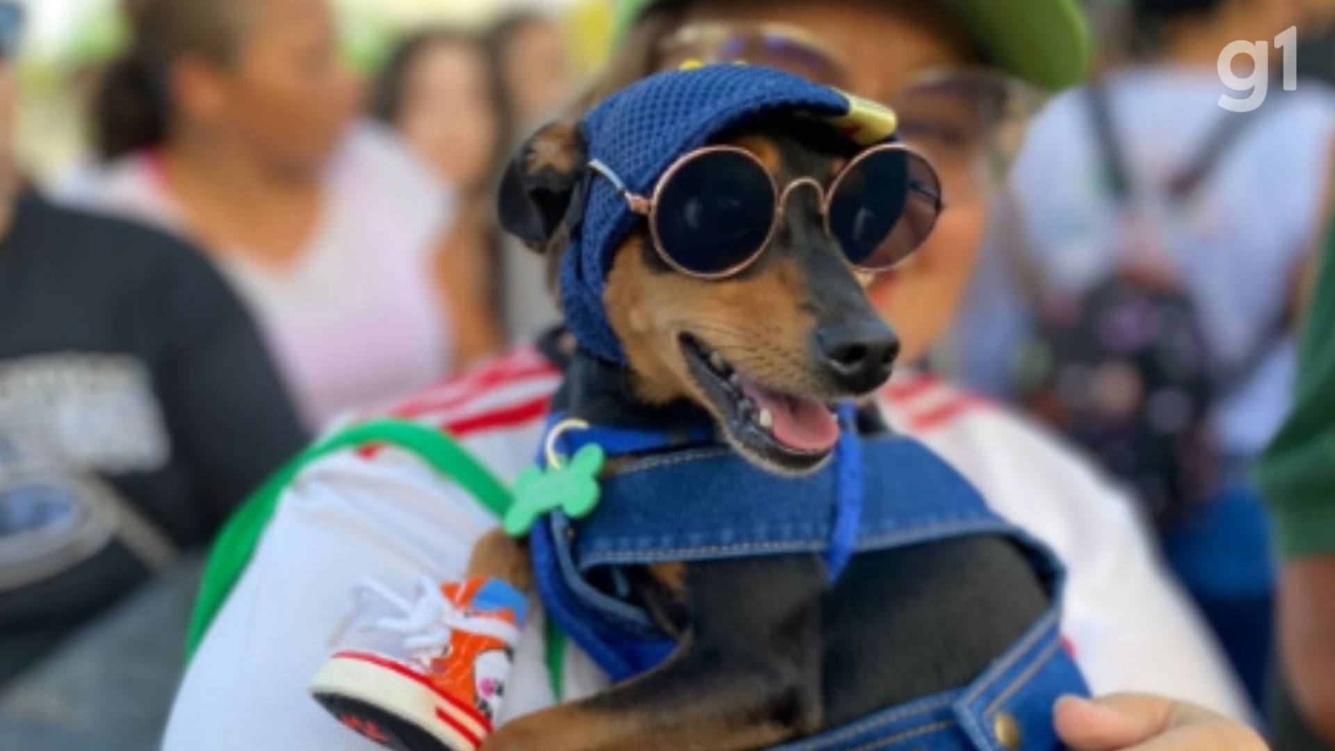 Cãominhada Mirante FM terá feira de adoção, concurso canino e Pet Park em São Luís; veja programação