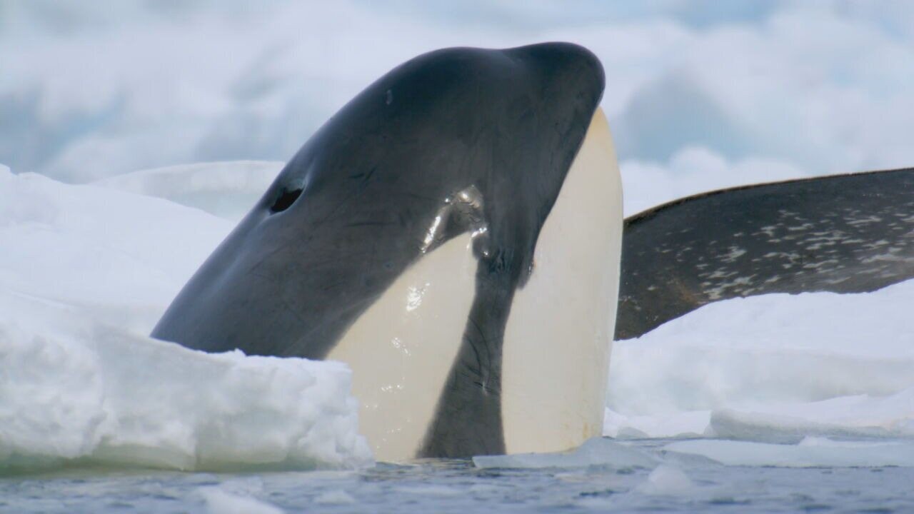 Degelo da Antártica muda o habitat das orcas; população cai 5% ao ano