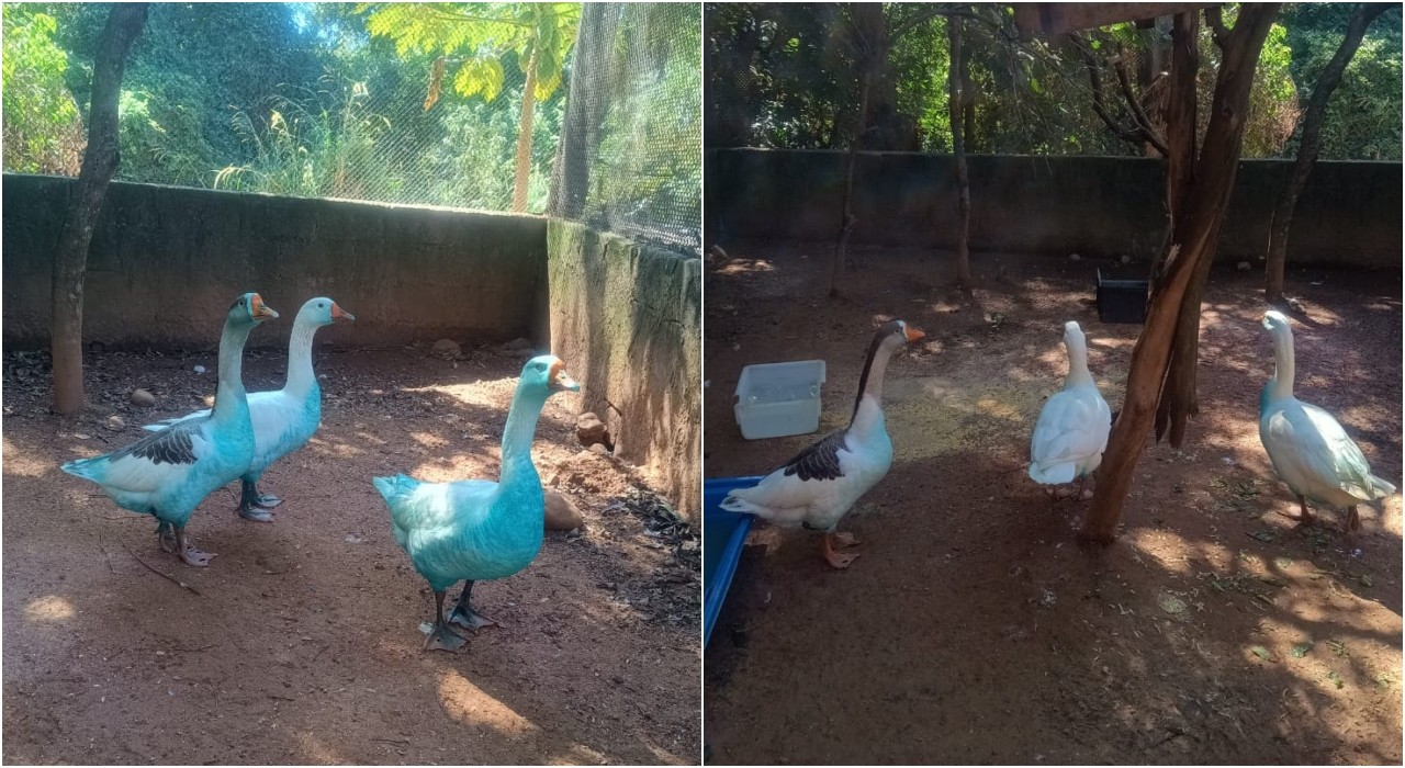 Ativistas falam sobre preocupação com estresse das aves por sequência de banhos para remover corante azul: 'Não sai tão fácil'