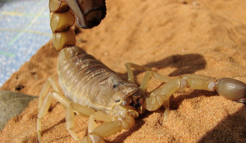 Escorpião-amarelo é o mais encontrado na região de Ribeirão Preto (SP) — Foto: Pixabay/Divulgação