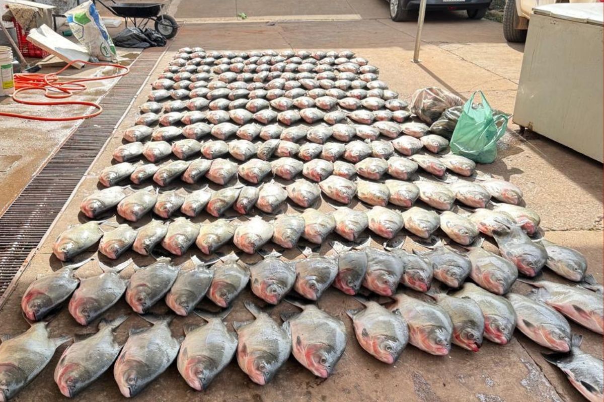 Trio é preso suspeito de integrar esquema de venda e pesca predatória no Rio Cuiabá
