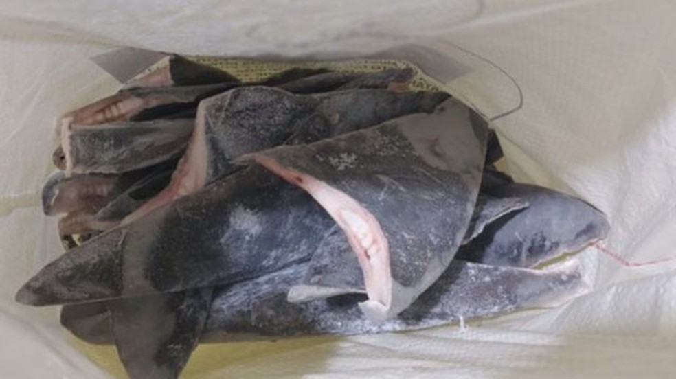 Barbatanas de tubarão congeladas apreendidas pelo Ibama em junho de 2023 — Foto: Ibama/ Divulgação via BBC